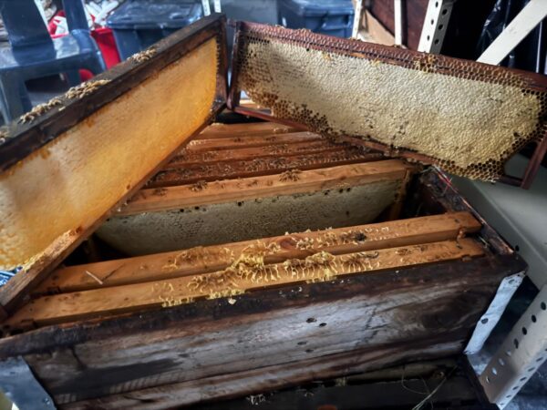 Raw Honey Comb Raw Honey Comb