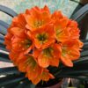 Bronze Ex Oom Tino Esta x Tino's Bronze Seeds