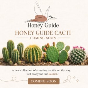 Honey Guide Cacti Cacti Collection