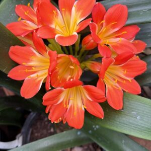 White GT orange x Hatorri Blush L3 White GT Orange x Hatorri Blush (L3) Plant