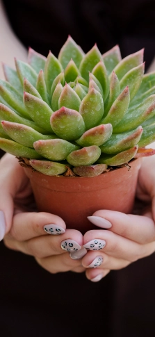 Beautiful Succulents for Every Space Delivered Across South Africa