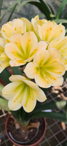 Beautiful Succulents for Every Space Delivered Across South Africa