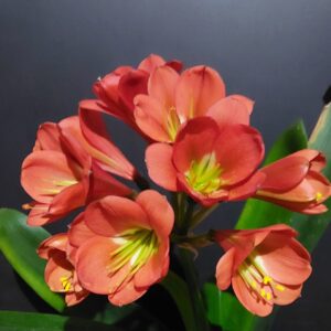 shaya moya x belgium bronze (Shaya Moya x Belgium Bronze) x (XL Green Throat x Cameo) Seeds